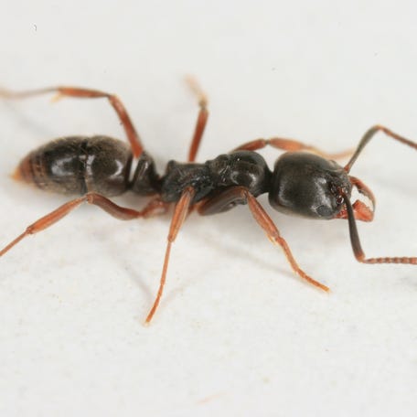 An Asian needle ant, an invasive species that is spreading in the United States.
