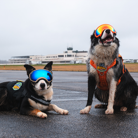 Travelers love to pet the two dogs when they're not patrolling the airfields.