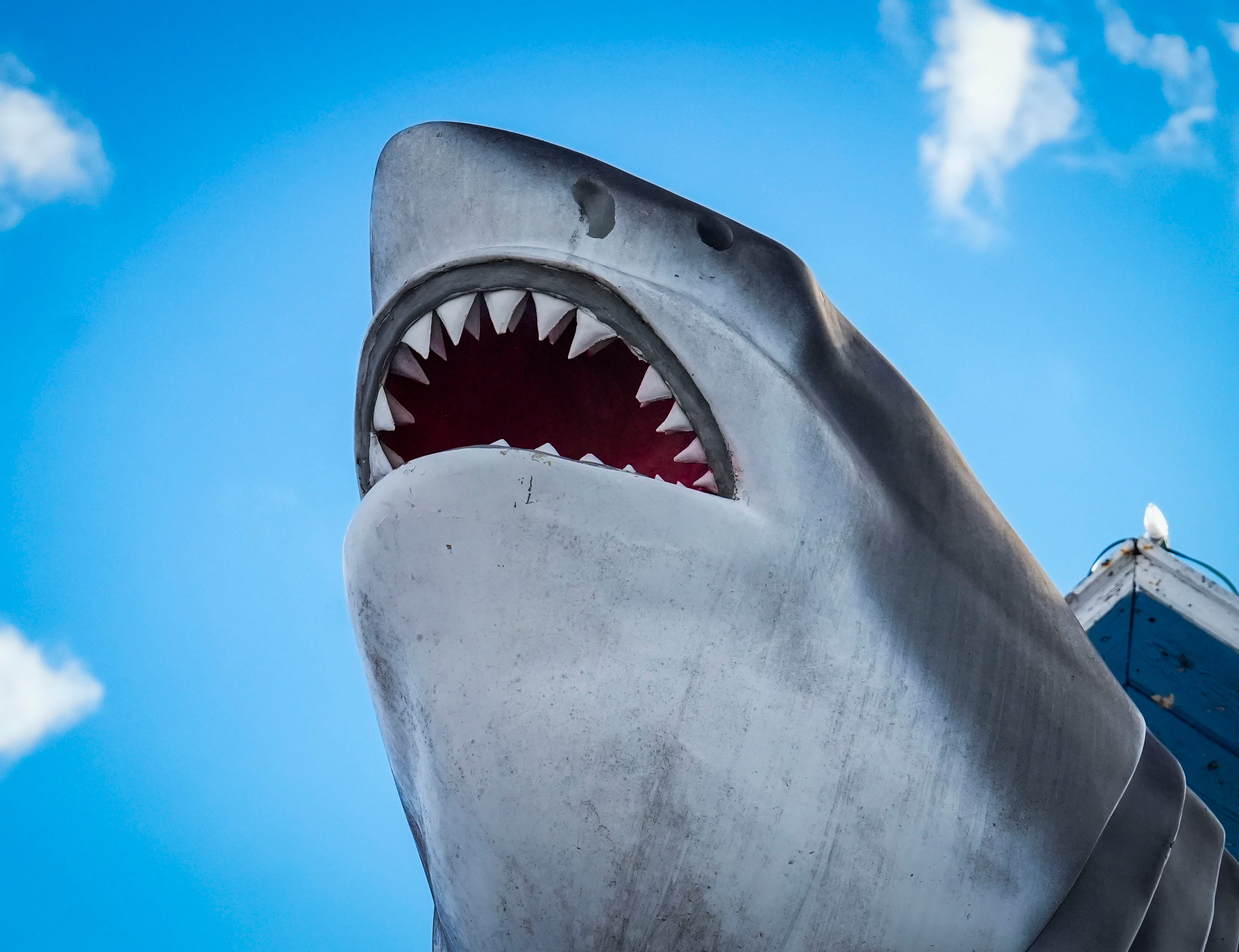 Maryland Names Megalodon State Shark; Delaware Considers Follow‑Up Legislation