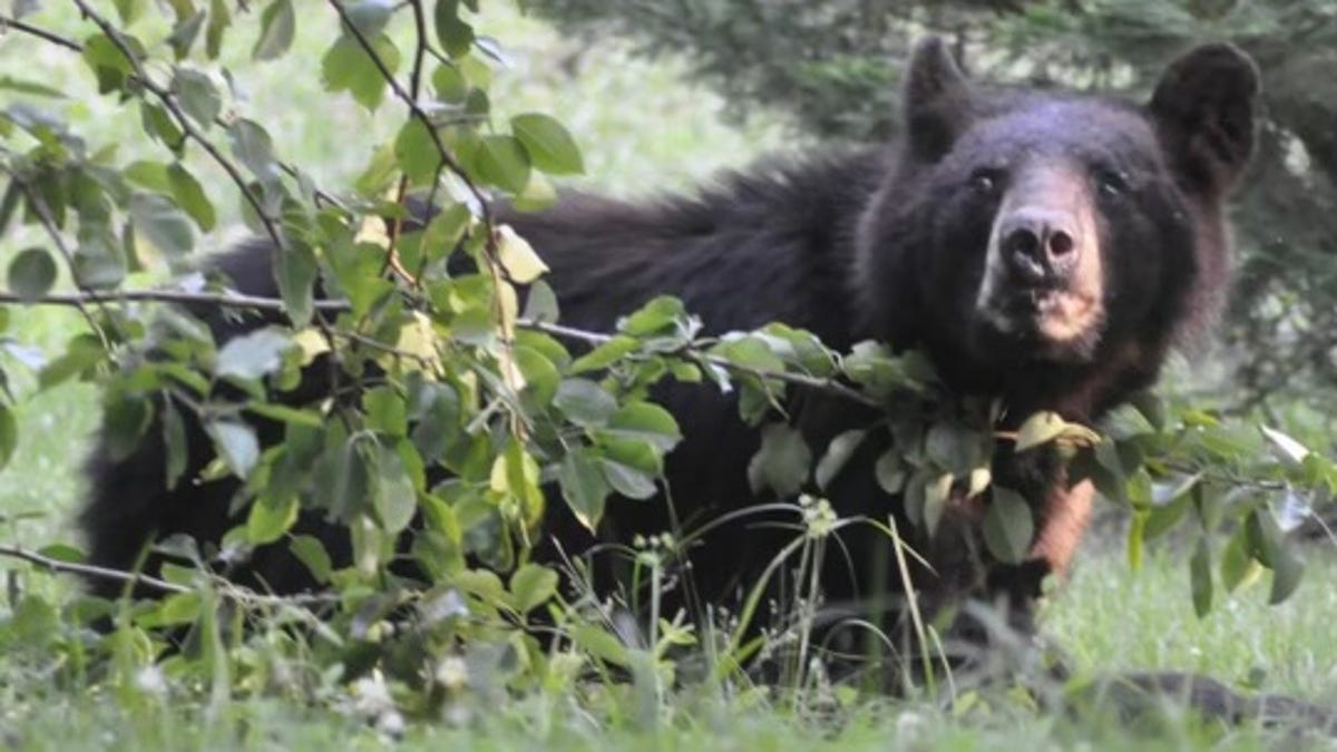 Black bear moves on from DeSoto County. But could he — or other bears — return to area? Black bear moves on from DeSoto County. But could he — or other bears — return to area?