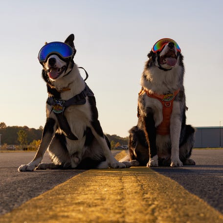 How two border collies help keep planes safe at a West Virginia airport THUMB