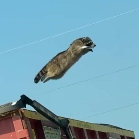 A driver recorded a raccoon leaping from a moving truck and rolling off the highway in Milwaukee.