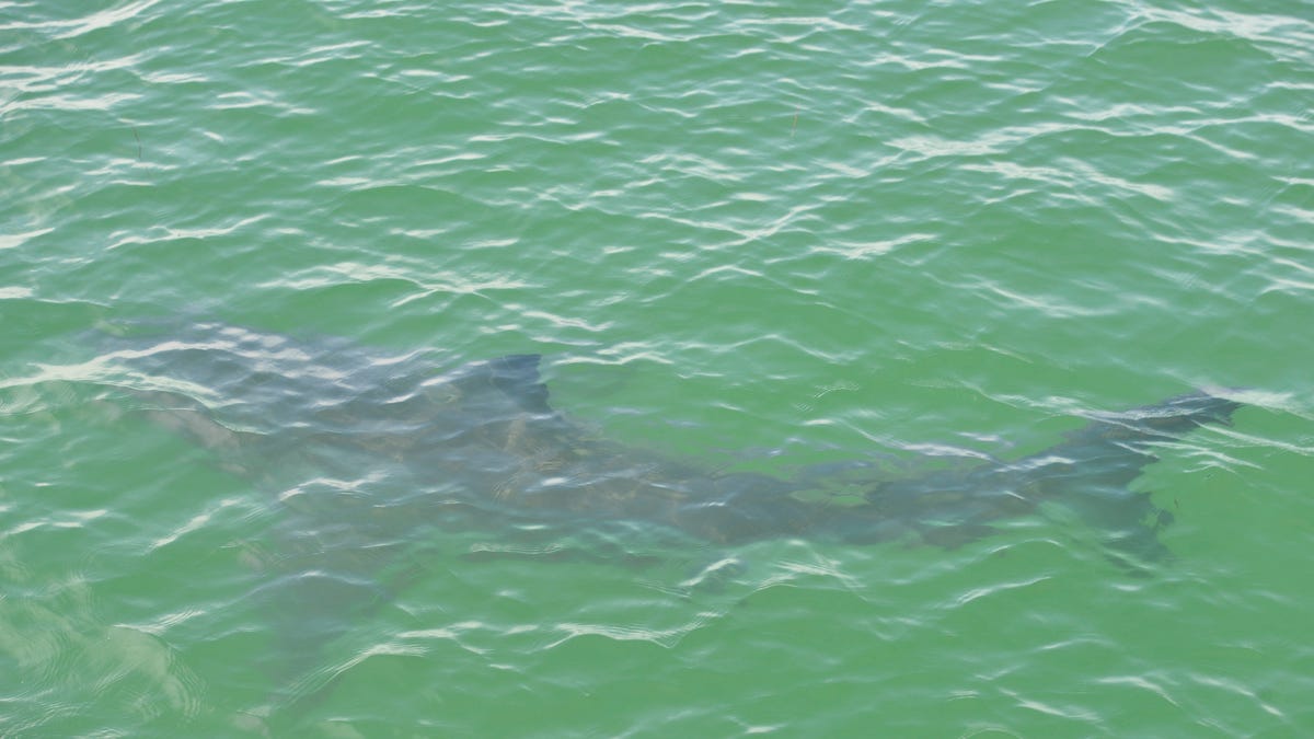 Beachgoer airlifted after South Carolina suspected shark attack Beachgoer airlifted after South Carolina suspected shark attack