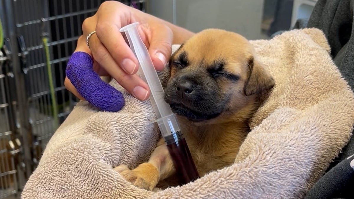 Heroic rescue dog saves a newborn puppy's life by donating blood THUMB