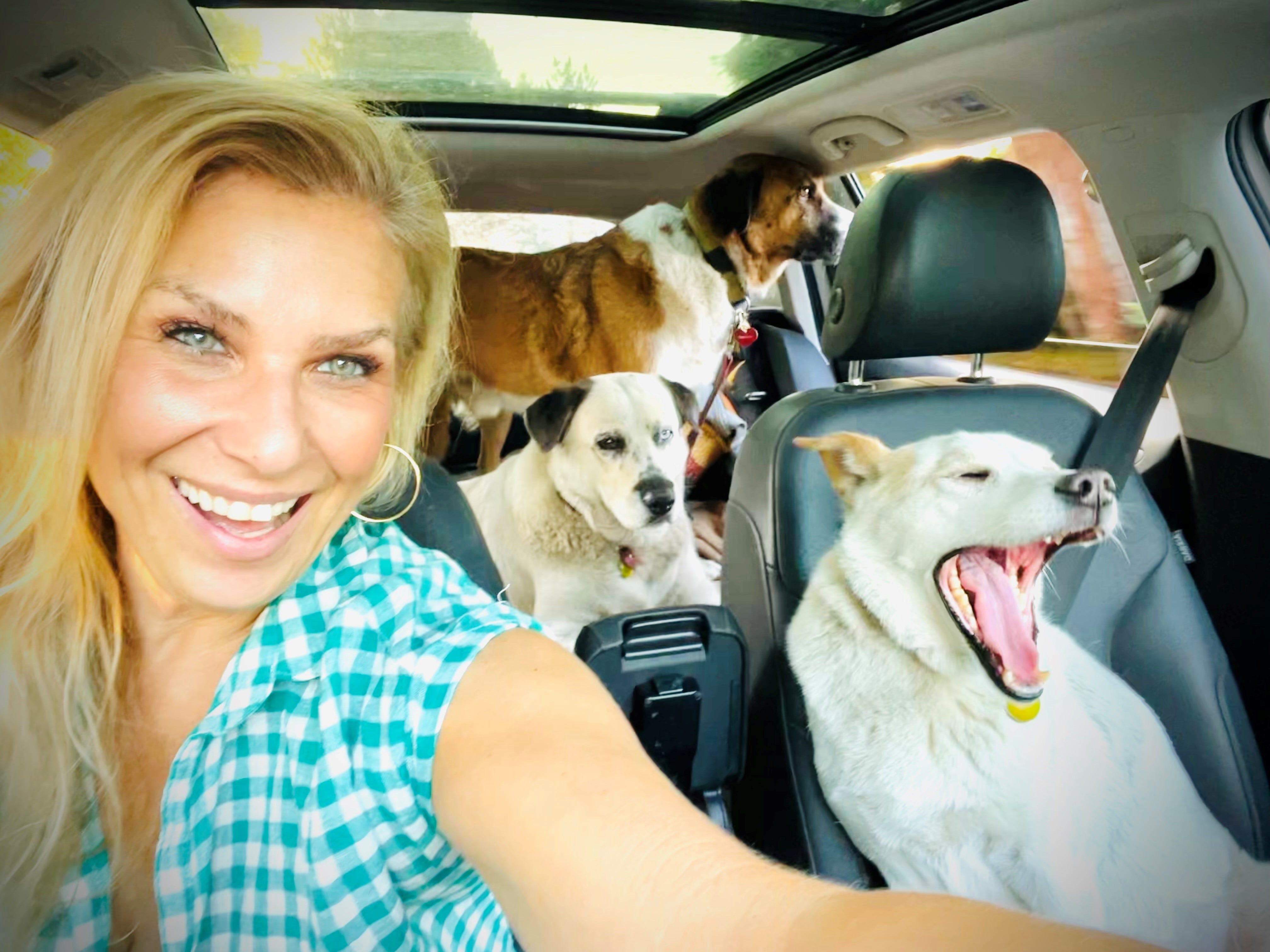 How to travel with your pets: Advice from an expert