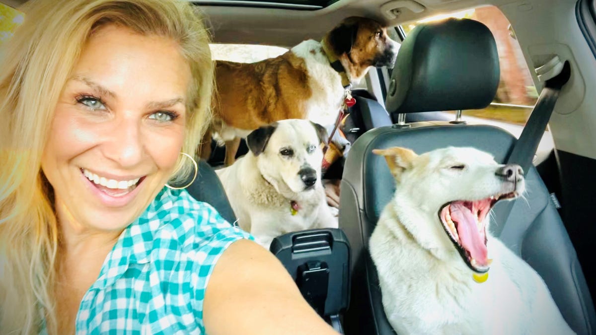 How to travel with your pets: Advice from an expert How to travel with your pets: Advice from an expert