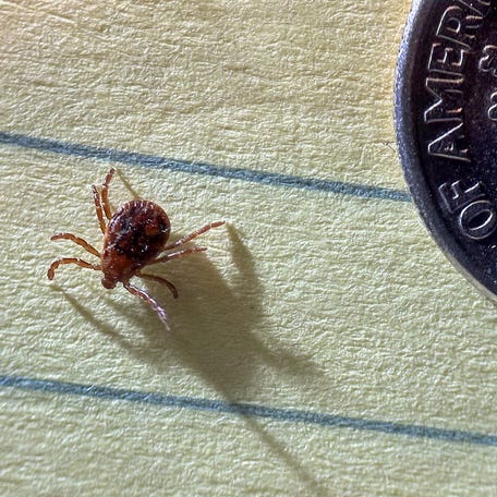 An American dog tick (Dermacentor variabillis) pictured next to a dime, seen Thursday, May 29, 2025. [MATTHEW DAE SMITH/Lansing State Journal]