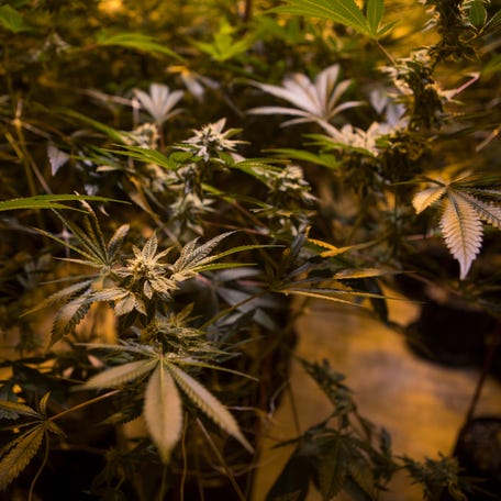 Marijuana plants sit in one of the three grow rooms which are lit with lights designed to replicate sunlight in a climate controlled space at Compassionate Care Research Institute in Newark, New Jersey.