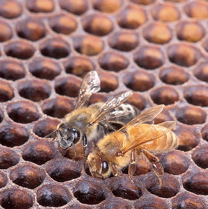 An Africanized honey bee (left) and a European honey bee on honeycomb. Despite color differences between these two bees, mostly they can't be identified by eye.