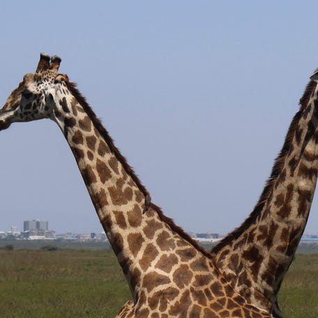Giraffes walk through the Nairobi National Park, Kenya Wildlife Service in Nairobi, Kenya, January 31, 2025.