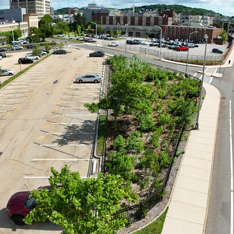 The Miyawaki forest at the McGrath parking lot.