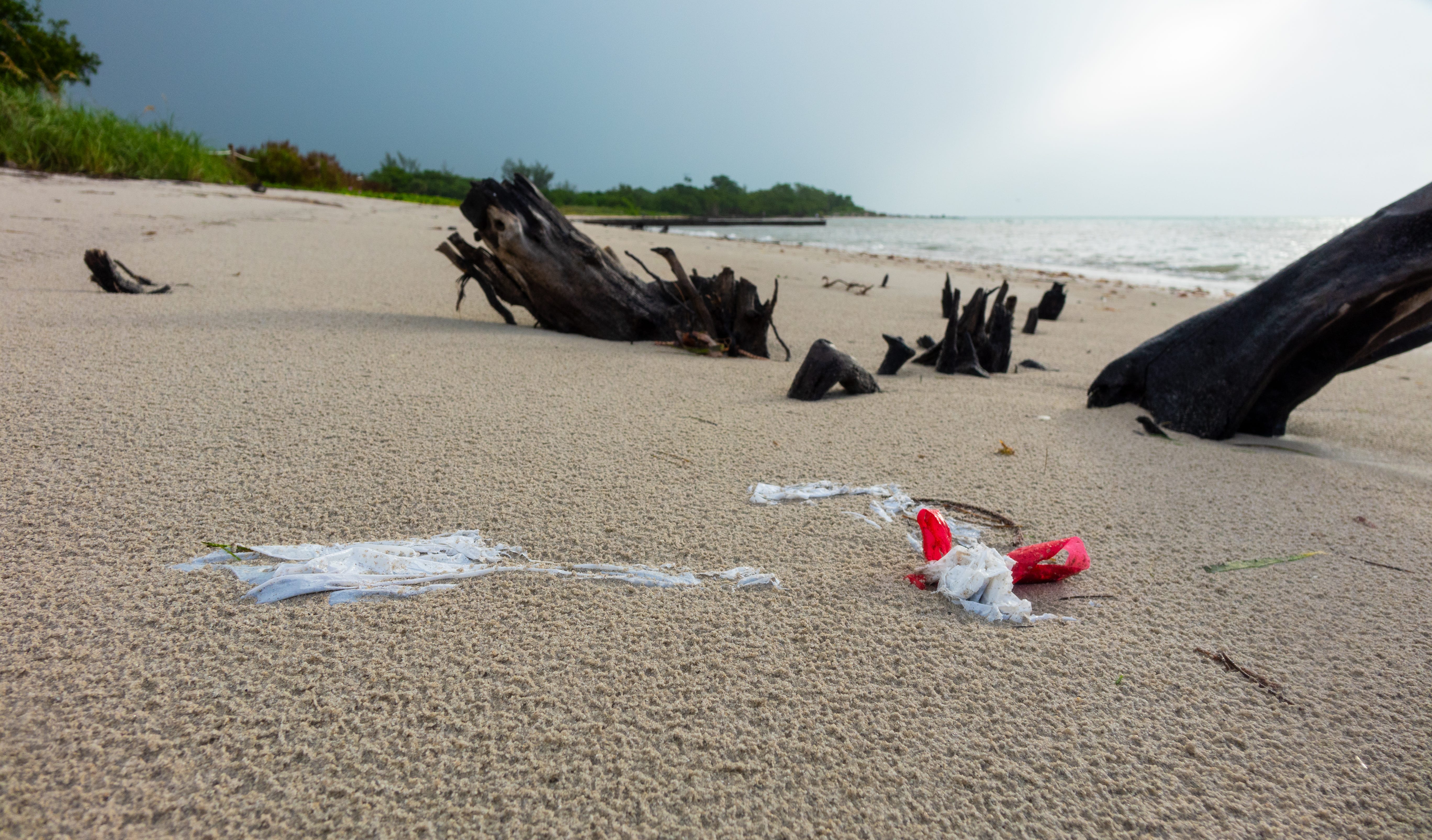 Some plastic bag bans appear to be working, study says
