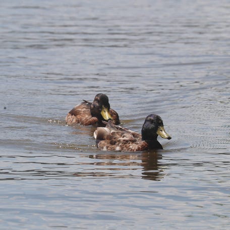 A pair of black duck swim to the bank of the Hudson River near Long Dock Park in Beacon on June 25, 2025.