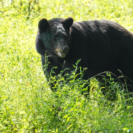 A black bear pauses to look at visitors during a vehicle-free Wednesday at Cades Cove at the Great Smoky Mountains National park on June 25, 2025.