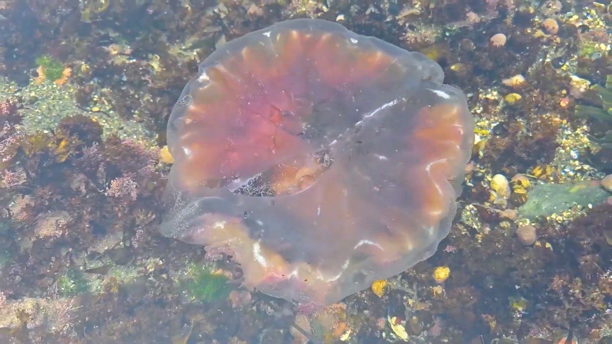 Don’t touch! Video shows huge jellyfish wash ashore on Maine beach Don’t touch! Video shows huge jellyfish wash ashore on Maine beach