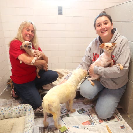 From left, Karen LeCain, director of Compassionate Animal Rescue Efforts of Dutchess County and Samantha Wilts, shelter director for Hudson Valley Animal Rescue & Sanctuary with some of the dogs that were rescued from a residence in Brooklyn that had over 100 dogs. The two organizations are currently housing and caring for over 40 dogs, some have given brith to puppies.