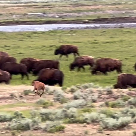 Baby bison appear to have a blast chasing each other at Yellowstone National Park