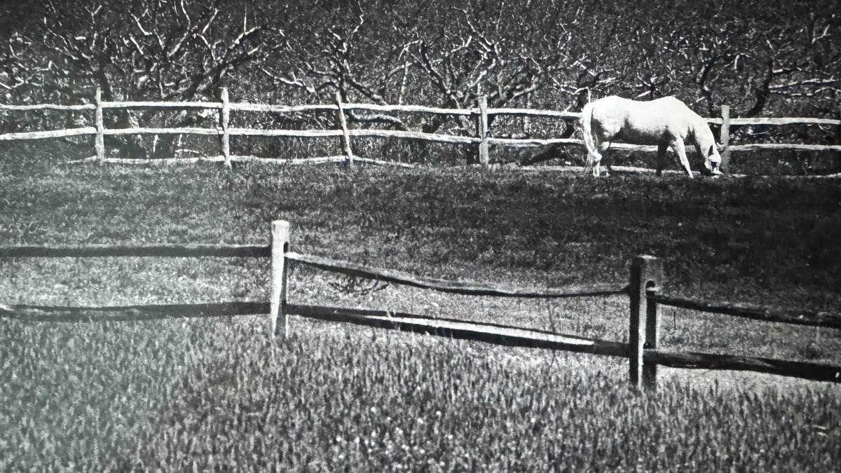2 horses in Delaware euthanized after contracting West Nile virus from mosquito bites 2 horses in Delaware euthanized after contracting West Nile virus from mosquito bites