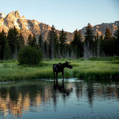 A moose forages for food at Schwabacher Landing in Grand Teton National Park in Wyoming.