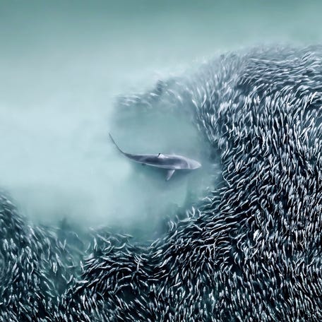 Joanna Steidle of the United States was named the winner of the Inaugural International Aerial Photographer of the Year competition in 2025. 