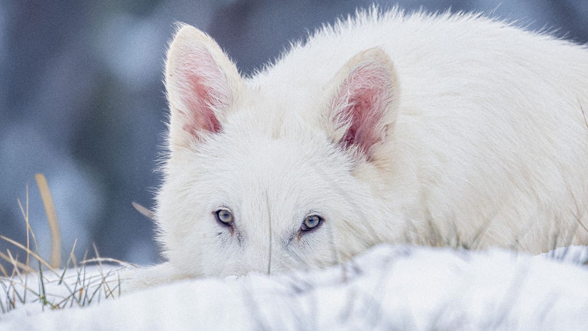 2501_DW_3Month_NonExclusive (2).jpg