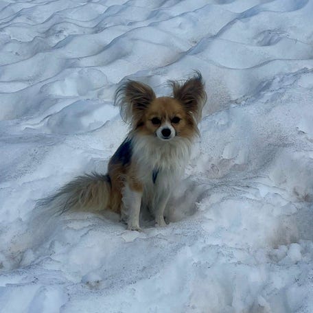 Air Zermatt said the chihuahua, whose name is not known, stayed by his owner's side throughout the rescue operation and "closely followed every movement of the rescue specialists."