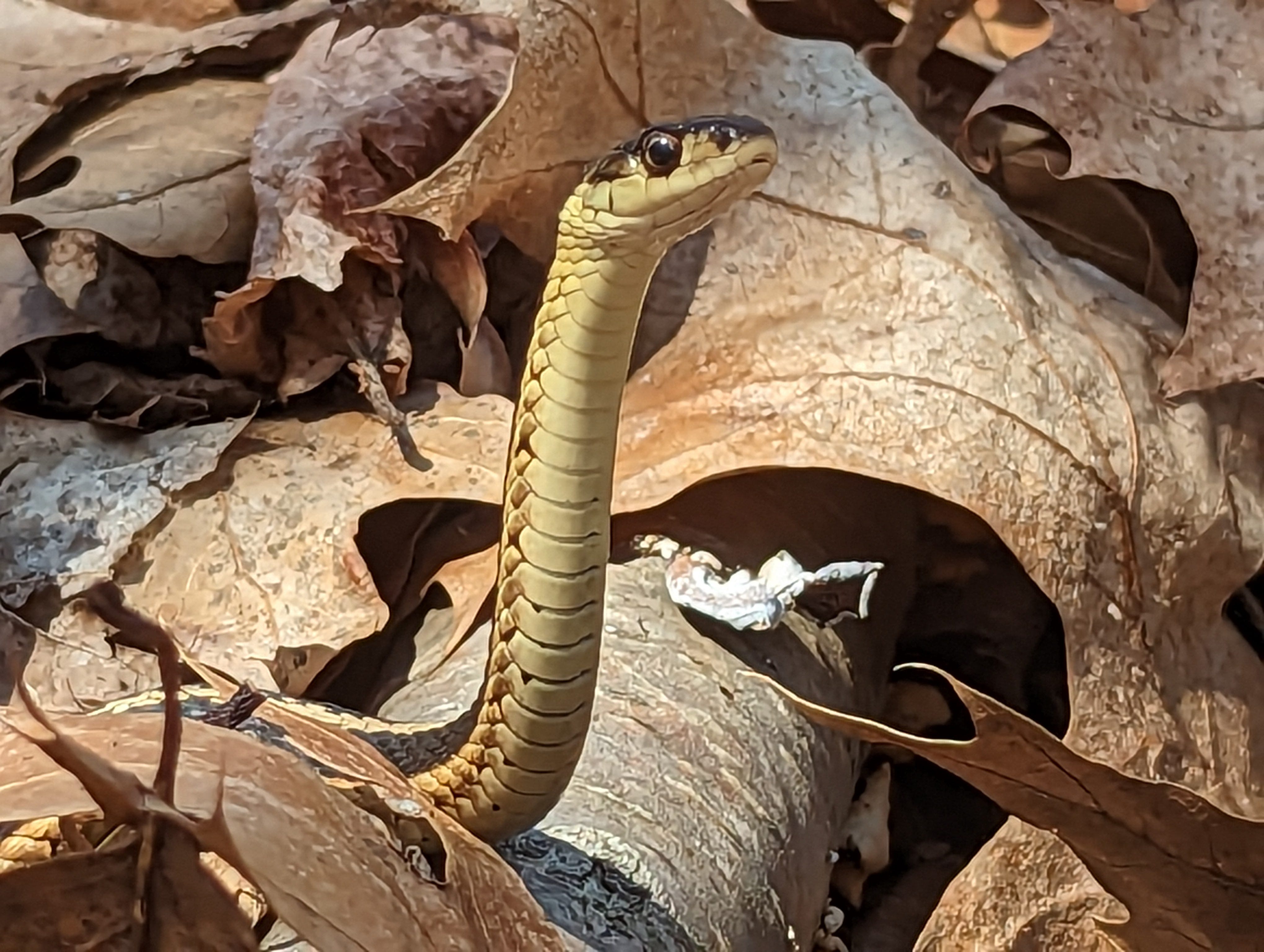 84541353007-pxl-20230404-164408955.jpg?a