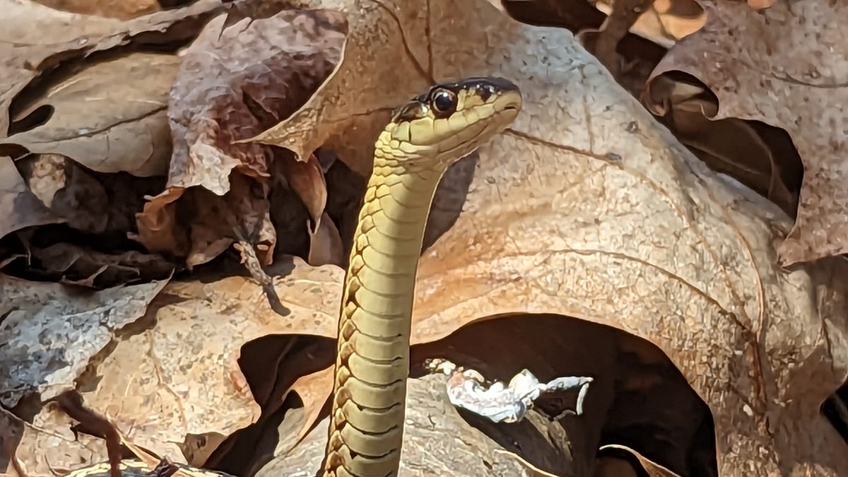 84541353007-pxl-20230404-164408955.jpg?a