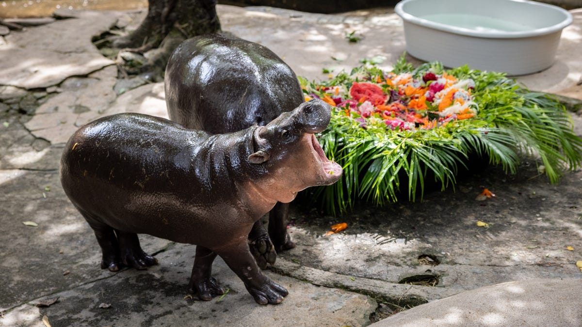 Moo Deng Pygmy Hipppo First Birthday