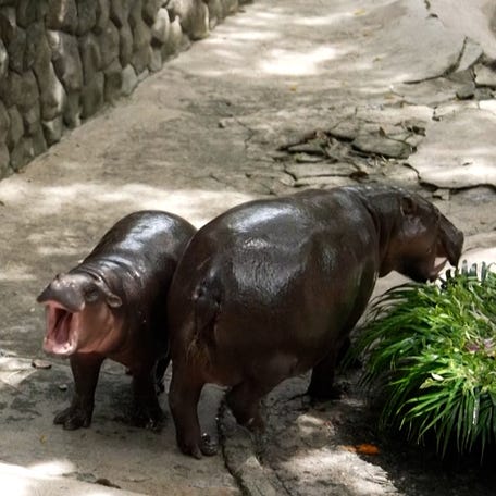 Thailand's viral sensation pygmy hippo, Moo Deng, celebrated her first birthday with a four-day bash.