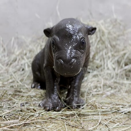 Tanganyika Wildlife Park in Kansas welcomed a new baby pygmy hippo. The boy might just become a new internet celebrity.