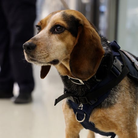 Freddie, a U.S. Customs and Border Protection agriculture detector dog, returned to work Thursday, July 10, at Washington Dulles International Airport.