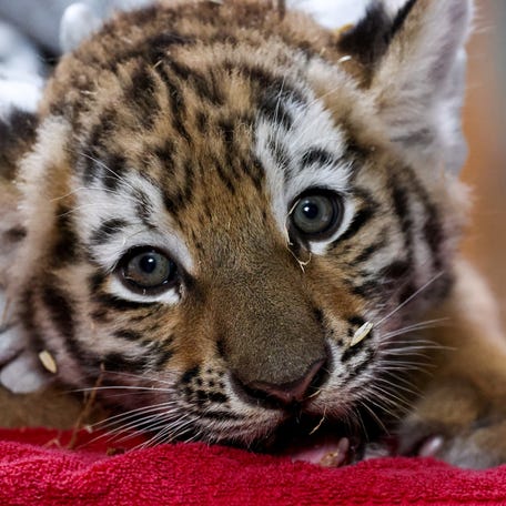 A Siberian tiger quadruplet, born at an eastern German zoo on May 20, 2025, receives its first vaccination at the zoo in Magdeburg, Germany, July 14, 2025.