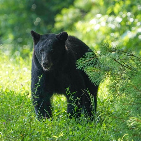 A black bear walks up a hill during a vehicle-free Wednesday at Cades Cove at the Great Smoky Mountains National Park on June 25, 2025.