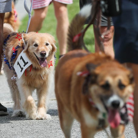 Patriotically dressed dogs walk around Hull Park during the 2nd Annual 4th of July Parade and Community Celebration in Savannah, Ga., on July 4, 2025.