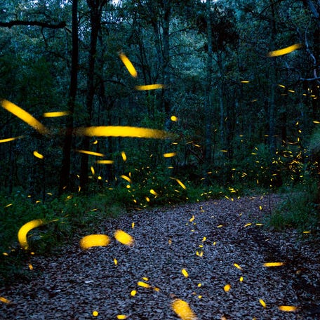 Fireflies illuminate the evening in this long-exposure image taken in Mexico in 2017.
