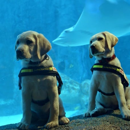 Guide dog puppies explore vibrant underwater world at Sydney aquarium THUMB