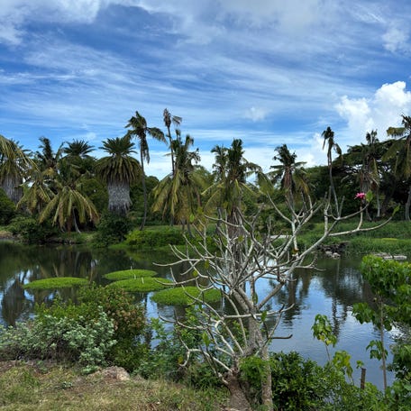 Travelers can volunteer in a Loko I'a, or fishpond, to learn more about Hawaiian culture.