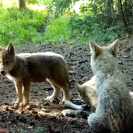 Grey wolf pups were caught by a trail camera as Colorado works to rebuild the population.