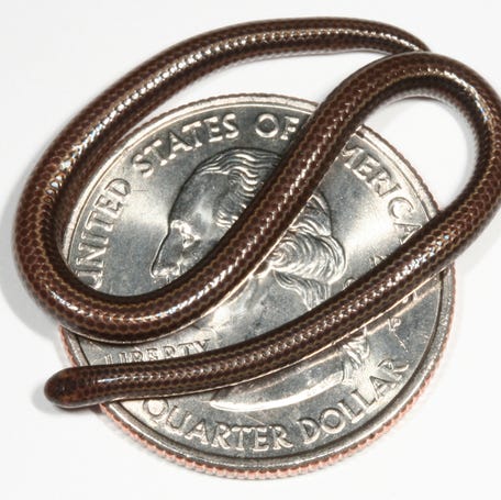 The Barbados threadsnake, a species lost to science for nearly 20 years, was rediscovered during an ecological survey on Barbados by the Barbados Ministry of the Environment and National Beautification and Re:wild in March 2025.