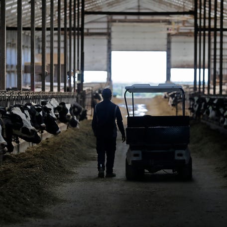 An employee loads checks on dairy cows at Golden Dawn Farms owned by Hans Jr. and Katie Breitenmoser on Thursday, July 17, 2025, in Merrill, Wisconsin.