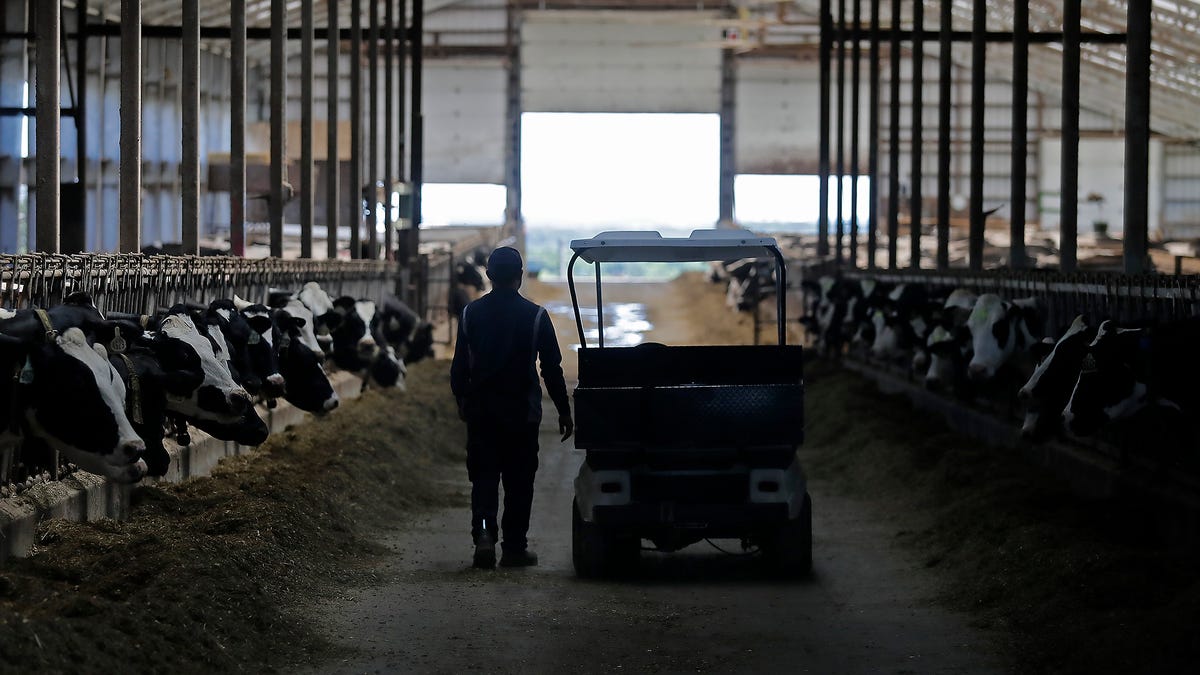An employee loads checks on dairy cows at Golden Dawn Farms owned by Hans Jr. and Katie Breitenmoser on Thursday, July 17, 2025, in Merrill, Wisconsin.
