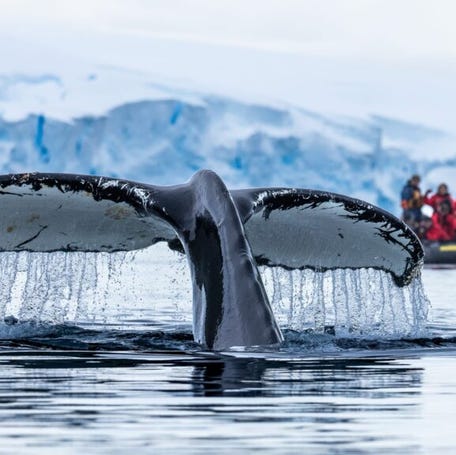 You'll want to always have your camera at the ready when traveling in Antarctica,