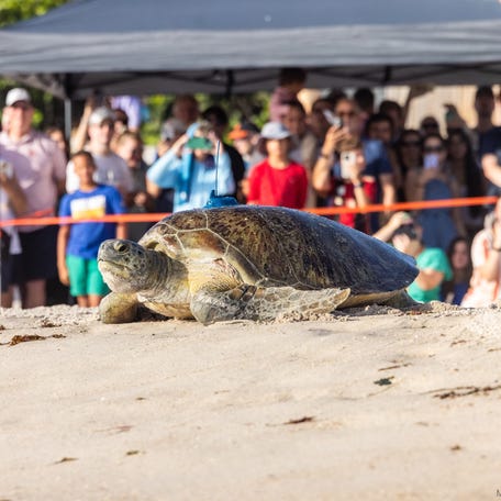 Ariel, a green sea turtle named after the Disney princess, makes her way back to sea near Disney's Vero Beach Resort.
