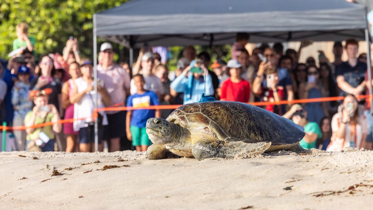 Ariel, a green sea turtle named after the Disney princess, makes her way back to sea near Disney's Vero Beach Resort.