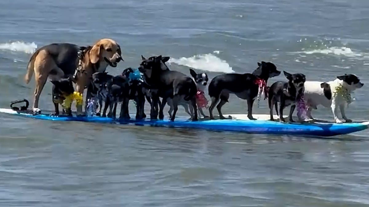 Video captures group of dogs riding the waves on a single surfboard