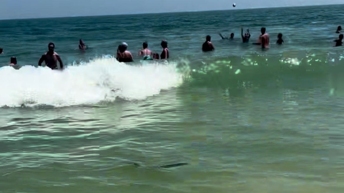 Mahi-Mahi fish seen in the Beach Haven, New Jersey surf | Flipboard