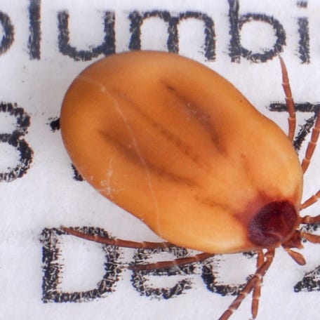 A gorged deer tick captured in 2007 in Columbia, South Carolina is part of the Clemson University anthropod collection in Long Hall.