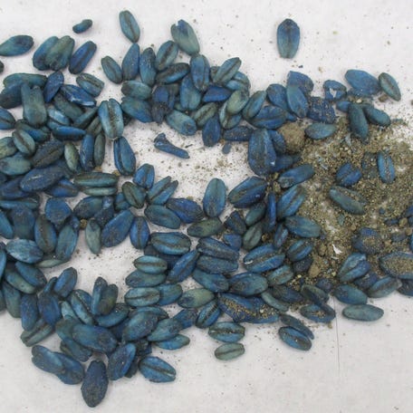 The California Department of Fish and Wildlife reported multiple observations of blue muscle or fat found in wild pigs exposed to pesticide bait containing anticoagulant rodenticide diphacinone in March 2025.