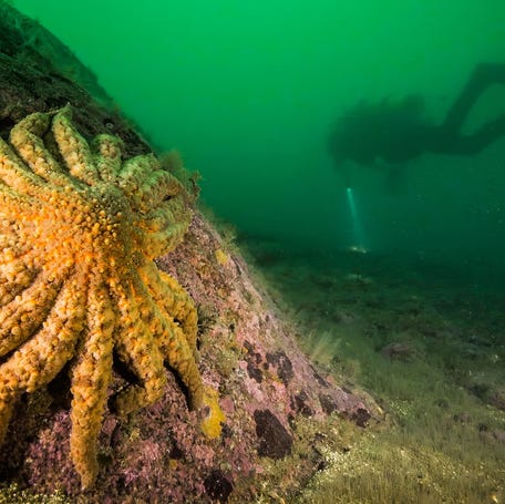 A sunflower sea star clings to life in Knight Inlet, British Columbia, Canada.